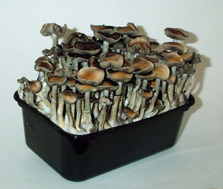 Grow Mushrooms