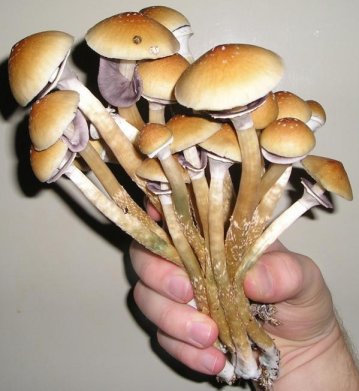 Wild Magic Mushrooms