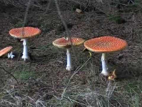 Amanita muscaria, fly agaric mushroom on YouTube
Amanita muscaria, fly agaric mushroom on YouTube