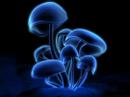 Awesome Video: 1200 micrograms- magic mushrooms
Awesome Video: 1200 micrograms- magic mushrooms