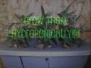 Shrooms: 3 Million Dollar Marijuana Crops found Growing at Miami Mall
Shrooms: 3 Million Dollar Marijuana Crops found Growing at Miami Mall