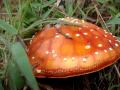 Media: SACRED WILD AMANITA MUSCARIA MEDIUM FLY AGARIC COLOMBIA SOUTH AMERICA 2/4
