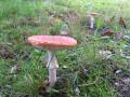 Must see Video: Kärpässieniä - Amanita muscaria - Fly agaric
