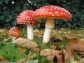 Media- Amanita Muscaria - Amanita Muscaria
Media- Amanita Muscaria - Amanita Muscaria