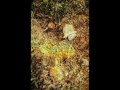 magic-mushroom.com amanita muscaria
