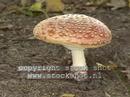 Fly agaric in Veluwe National Park: Killer Video
