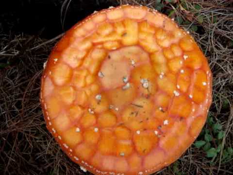 magic-mushroom.com: SACRED WILD AMANITA MUSCARIA PSYCODELIC FLY AGARIC COLOMBIA, SOUTH AMERICA 4/4
