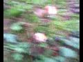 Shroom: Finding Amanita Muscaria
