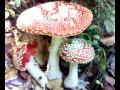 Shroomies~ amanita.mp4
Shroomies~ amanita.mp4