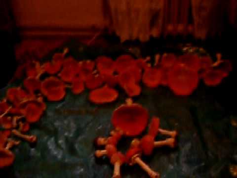 Learn all about: Amanita muscaria
Learn all about: Amanita muscaria