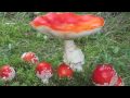 Videos DJ Doutzen Kroes - Amanita Muscaria
Videos DJ Doutzen Kroes - Amanita Muscaria