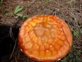 Video on: SACRED WILD AMANITA MUSCARIA LARGE FLY AGARIC COLOMBIA SOUTH AMERICA 3/4
