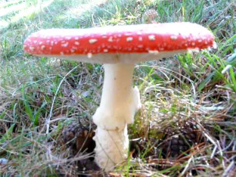 News: AMANITA MUSCARIA
