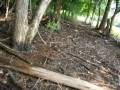 Decent Mushroom enviroment?: Must see
Decent Mushroom enviroment?: Must see