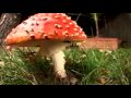 News: Mushroom time lapse - Amanita Muscaria
News: Mushroom time lapse - Amanita Muscaria