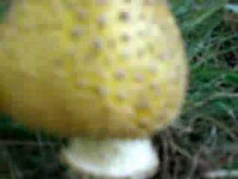 Shrooms: Amanita muscaria var. formosa
Shrooms: Amanita muscaria var. formosa