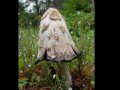 Mushroom pictures Video

