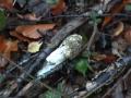Learn all about: Toadstool documentary, Mushrooms and Toadstools of the UK part 2
Learn all about: Toadstool documentary, Mushrooms and Toadstools of the UK part 2