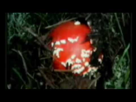 Videos- The Forbidden Fruit
Videos- The Forbidden Fruit