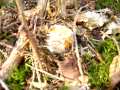 P1020132 AMANITA MUSCARIA: Great Video
P1020132 AMANITA MUSCARIA: Great Video