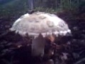 Come watch 01-01-00_0101.AMANITA VERNA-mortale!!-
Come watch 01-01-00_0101.AMANITA VERNA-mortale!!-