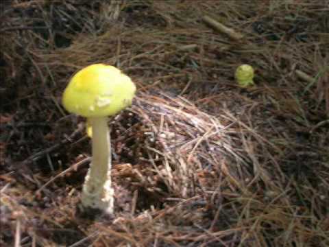Media- Amanita muscaria var. formosa guessowii
