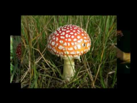 Video About: Fly Agaric Amanita Muscaria Info And Where To Get It
