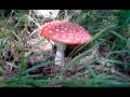 Amanite tue mouche Amanita muscaria Toxique Projestes Videos
Amanite tue mouche Amanita muscaria Toxique Projestes Videos