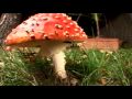 YouTube: Mushroom time lapse Amanita Muscaria
