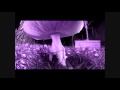 Come see: Chain Reaction amanita muscaria
Come see: Chain Reaction amanita muscaria