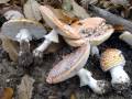 Magic-Mushroom.com: Amanita muscaria
Magic-Mushroom.com: Amanita muscaria