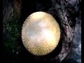 Great Video: Amanita Muscaria formosa / guessowii
