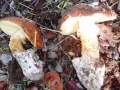 Shrooms: O nosso Hobbie II Shrooms: O nosso Hobbie II