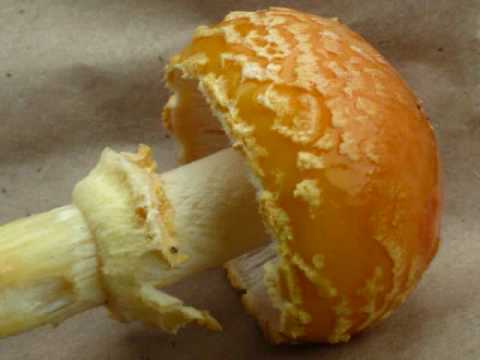 magic-mushroom.com: Amanita muscaria var. persicina
