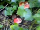 Come see: amanita muscaria hunting!
