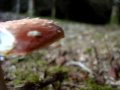 Media: Amanita muscaria
Media: Amanita muscaria