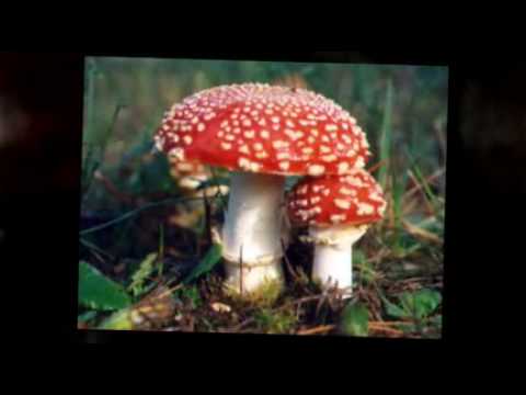 Fly Agaric Mushroom Amanita muscaria
