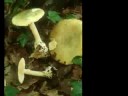 Magic-Mushroom.com= Amanita slideshow
