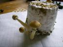 Amazonian Mushroom Grow
Amazonian Mushroom Grow
