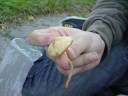 Media~ Are that Magic Mushrooms?/Sind das Magic Mushrooms?
