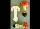 Come watch Atlantis and Magic Mushrooms I
Come watch Atlantis and Magic Mushrooms I