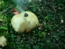 Watch: Blowing up a mushroom with a Thunder King
