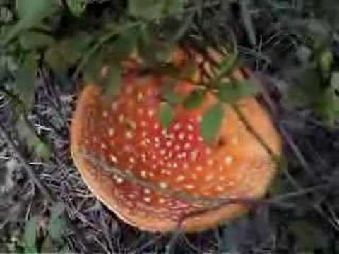 Watch: Starachowice, toadstool, muchomor,  Amanita muscaria
