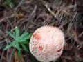 Amanita Muscaria!!! Videos
Amanita Muscaria!!! Videos