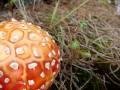 SACRED WILD AMANITA MUSCARIA SMALL FLY AGARIC COLOMBIA SOUTH AMERICA 1/4

