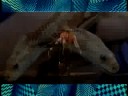 Magic Mushroom Decapitated Heads, 888, and The Serpent of the Crossing
Magic Mushroom Decapitated Heads, 888, and The Serpent of the Crossing