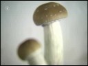 Mushroom Video~ Drogen Magic Mushrooms
Mushroom Video~ Drogen Magic Mushrooms