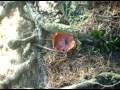 down the rabbit holeamanita muscaria
