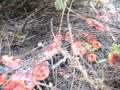 amanita muscaria serbia on YouTube
