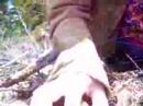 Awesome Video: Fungus Amongus: Morel Hunting
Awesome Video: Fungus Amongus: Morel Hunting